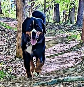 Adventures of Izzy the Bernese Mountain Dog