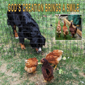 Amazed by God's Creation