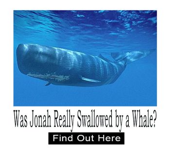Was Jonah really swallowed by a whale